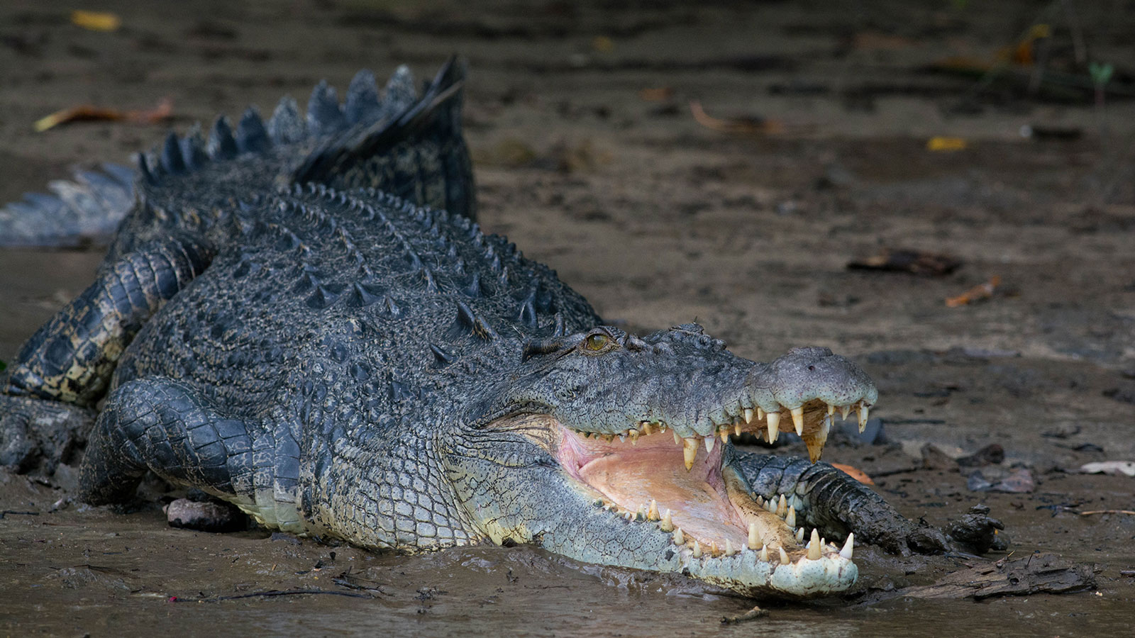 Saltwater-Crocodile_1600x900