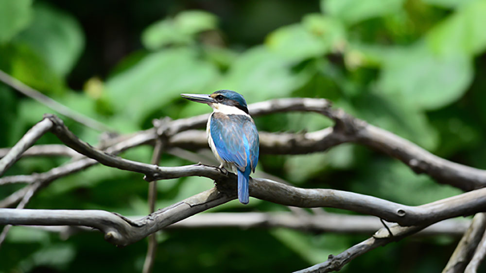 forest-kingfisher