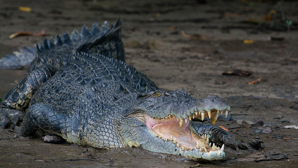 salterwater-crocodile-on-daintree-river-cruise